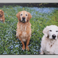 Canvas (Gallery) - Personalized